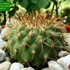 Copiapoa_ cinerea _ssp.columna-alba_ GC304.01 _01